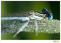 Blauwe breedscheenjuffer_20090806_0121